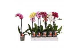 Phalaenopsis mix 5 kleuren 1 tak