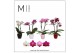 Phalaenopsis multiflora mix 2 tak in martine mix ceramic mimesis 