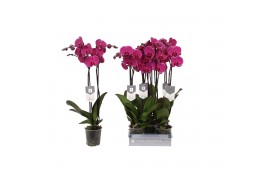 Phalaenopsis floriclone joyride 2 tak