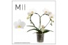 Phalaenopsis heart white 2 tak mimesis