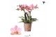 Phalaenopsis multiflora anthura treviso 4 tak kolibri orchids 
