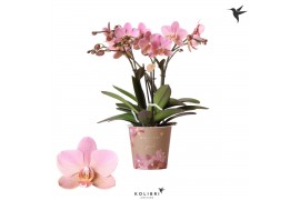 Phalaenopsis multiflora anthura treviso 4 tak kolibri orchids