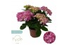 Hydrangea macr. sweet campino Pink 5+ | Hy-pe