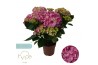 Hydrangea macr. sweet campino Pink 7+ | Hy-pe