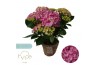 Hydrangea macr. sweet campino Pink 7+ - In Zeegrasmand | Hy-pe