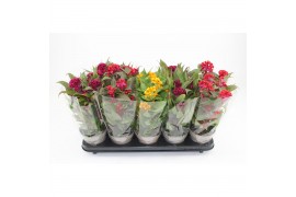 Celosia twisted mix gemengd + blanco hoes