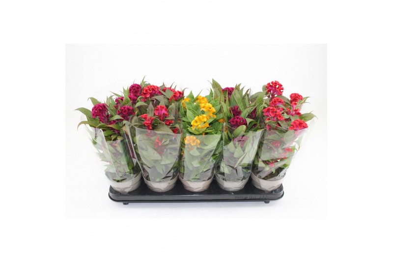 Celosia twisted mix Blanco hoes Mix 