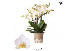 Phalaenopsis multiflora wit 6 tak blossom lausanne kolibri orchids