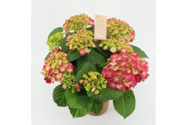 Hydrangea macr. hot red 7/8 bloem