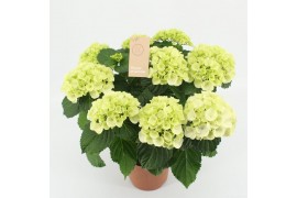 Hydrangea macr. schneeball 7/8 bloem
