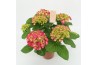 Hydrangea macr. hot red 5/6 bloem