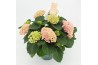 Hydrangea macr. magical revolution rose 7/8 flowers