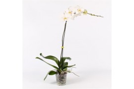 Phalaenopsis bijoux white 1 tak