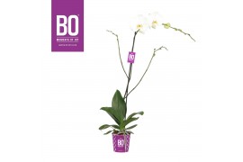 Phalaenopsis bo king white 1 tak 100cm