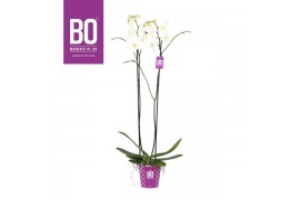 Phalaenopsis bo king white 2 tak 90cm