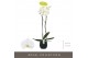 Phalaenopsis wit Bijoux Diamond 2spike in Esra Graphite 