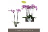 Phalaenopsis bijoux victorio brilliant 2 tak