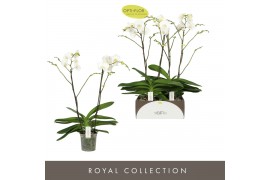 Phalaenopsis bo queen white 2 tak