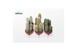 Cactus mix Column Mix