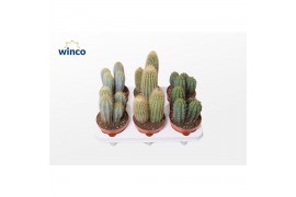 Cactus mix Column mix