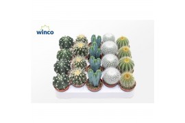Cactus mix 5 soorten
