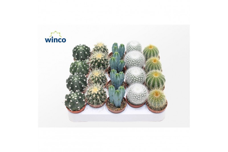 Cactus mix 5 soorten 