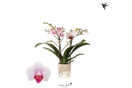 Phalaenopsis multiflora wit 2 tak gibraltar kolibri orchids