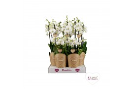 Phalaenopsis wit Duetto Combi tray wit
