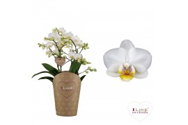 Phalaenopsis wit Duetto French Blonde Multi Wit 60+ 60 bl. 4 tak/plnt 