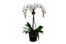 Phalaenopsis wit duetto ornamento 3 tak