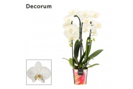 Phalaenopsis wit cascade 2 tak decorum