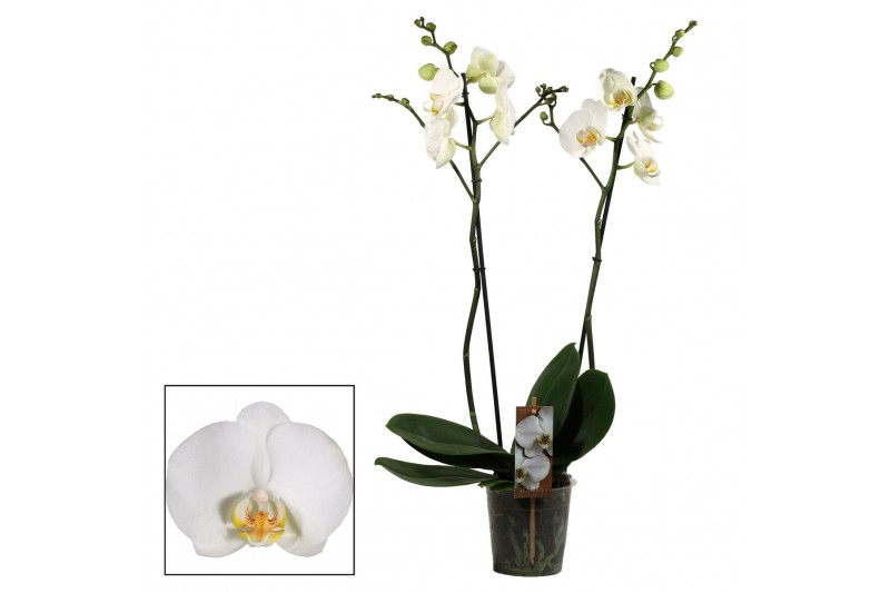 Phalaenopsis wit 2 tak,14 bl.,2 tak/plnt 