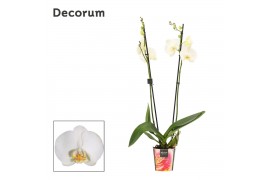 Phalaenopsis wit decorum 2 tak 16+ 60cm,16 bl.,2 tak/plnt,16 bl.,2 tak