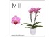 Phalaenopsis multiflora lotte 2 tak in wit keramiek mimesis 