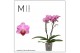 Phalaenopsis multiflora lotte 2 tak mimesis 