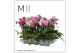 Phalaenopsis multiflora mix 2 tak mimesis 
