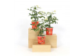 Groenteplanten solanum lycopersicum tomaat in beker tomaat
