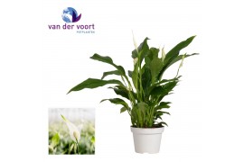 Spathiphyllum strauss Zonder Hoes