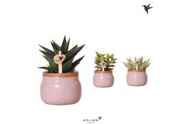Succulenten mix in vintage bowl pink kolibri greens