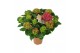 Hydrangea macr. saxon schloss wackerbarth 9/10 bloem 