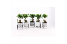Ficus microcarpa ginseng in standing rustique