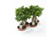 Ficus microcarpa ginseng 