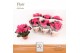Begonia elatior hl. adonia pink DolcAmore® Flair 