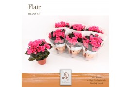 Begonia elatior hl. adonia pink DolcAmore® Flair