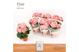 Begonia elatior du. borias DolcAmore® Flair