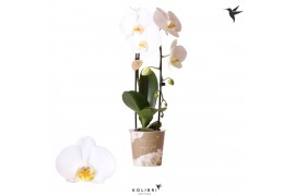 Phalaenopsis elegant cascade 1 tak niagara fall white kolibri orchids