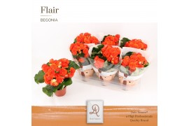 Begonia elatior du. reina DolcAmore® Flair