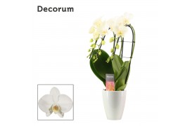 Phalaenopsis wit 3 tak triple cascade decorum in carly white deco