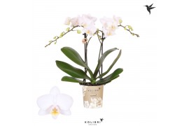Phalaenopsis multiflora wit 2 tak iceland kolibri orchids