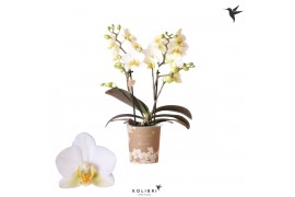 Phalaenopsis multiflora wit 2 tak lausanne kolibri orchids